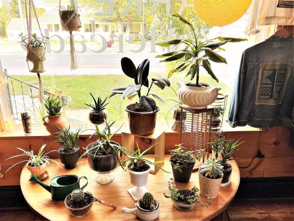 Plants Propagated and Planted in Secondhand Glassware in 